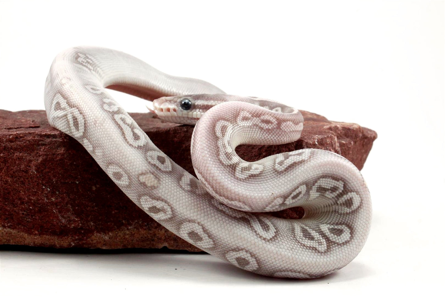 Super Phantom het Red Axanthic Ball Python