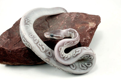Super Phantom het Red Axanthic Ball Python
