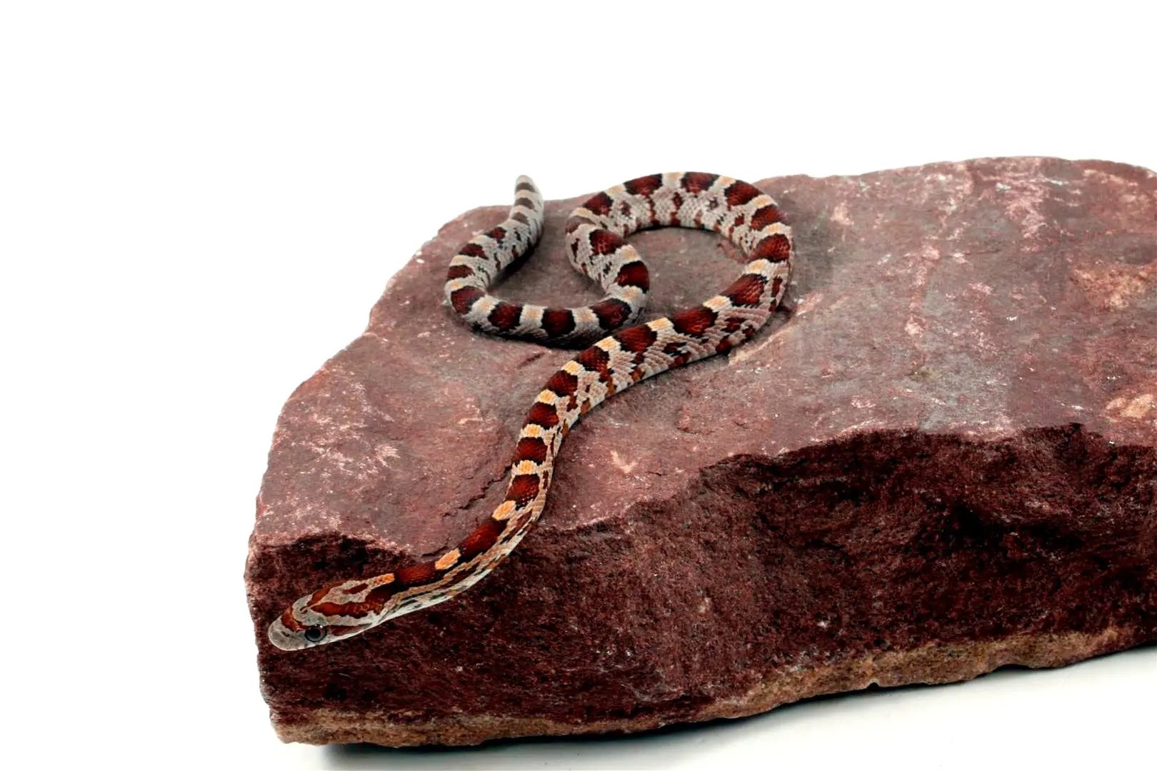 Classic Corn Snake All Reptiles