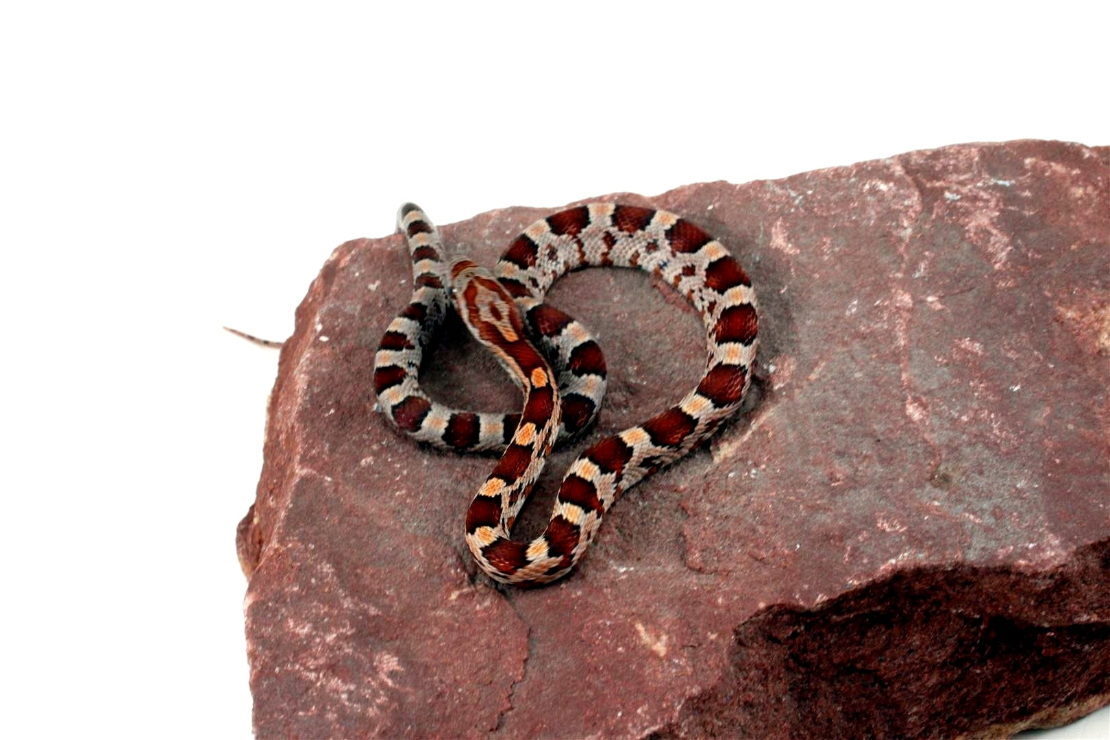 Classic Corn Snake All Reptiles