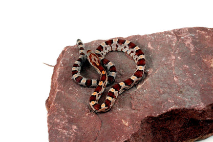 Classic Corn Snake All Reptiles