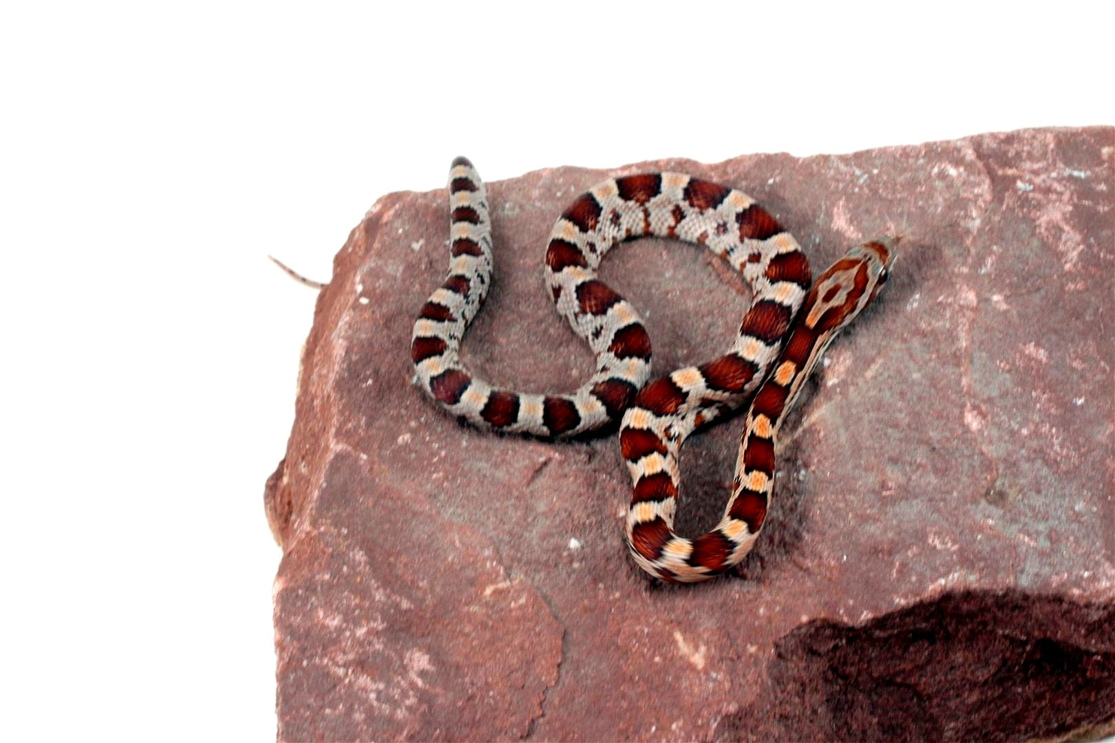 Classic Corn Snake All Reptiles