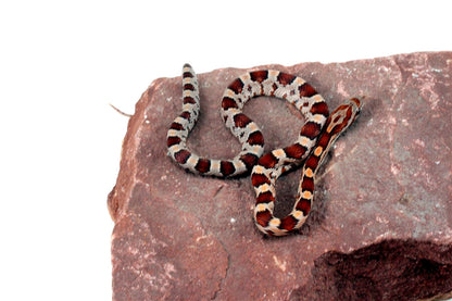 Classic Corn Snake All Reptiles