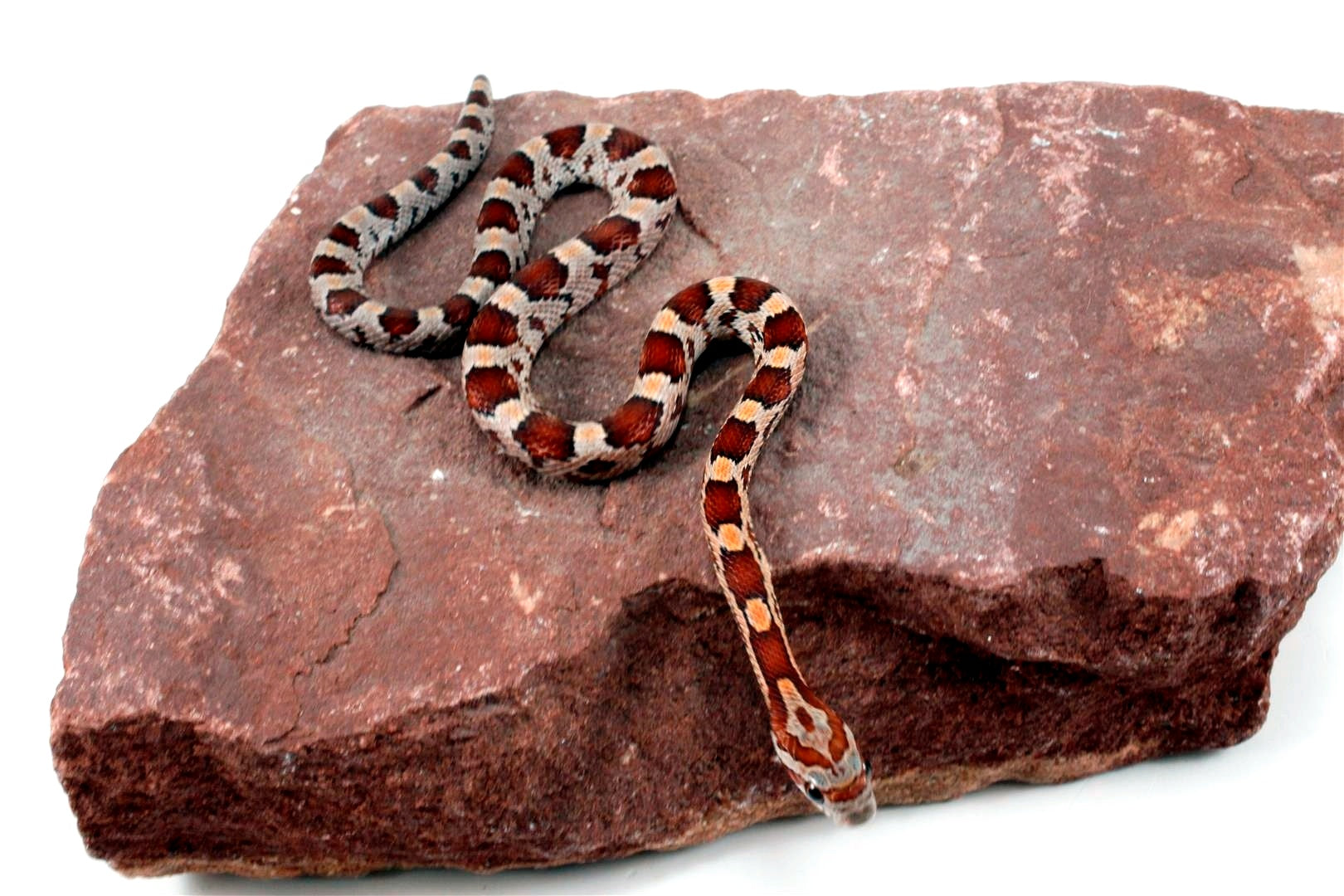 Classic Corn Snake All Reptiles