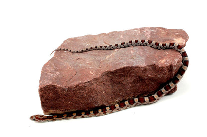 Classic Corn Snake All Reptiles