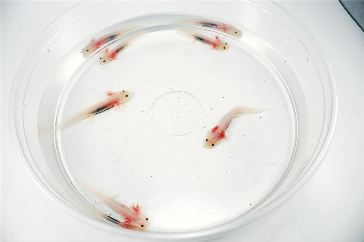 Leucistic Axolotl