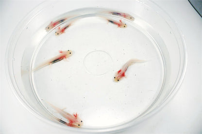 Leucistic Axolotl
