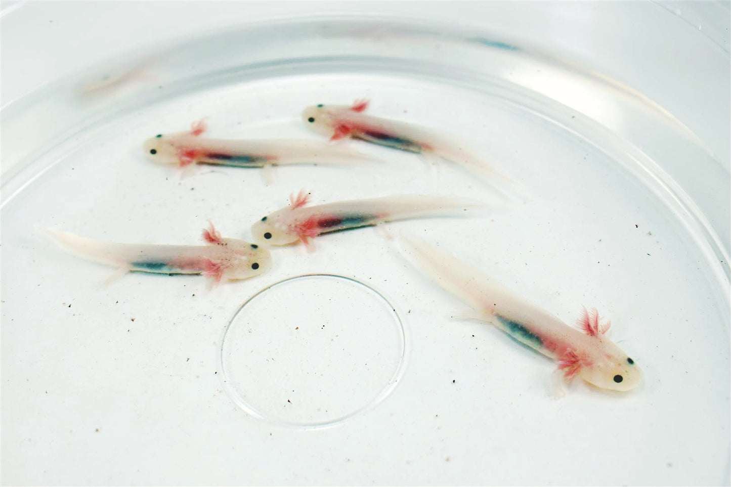 Leucistic Axolotl