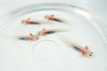 Leucistic Axolotl