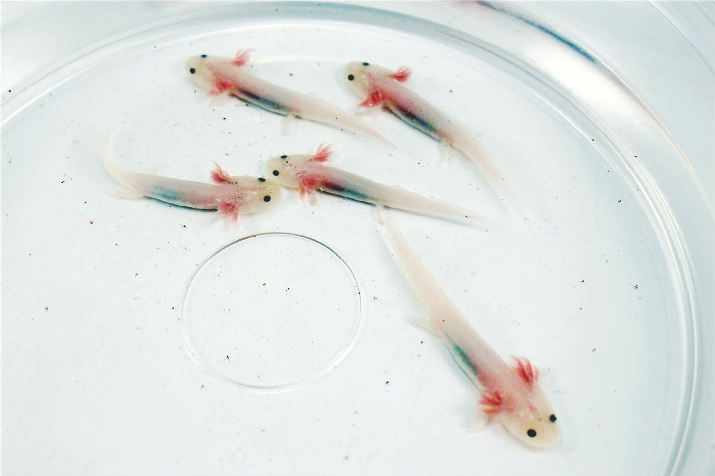 Leucistic Axolotl