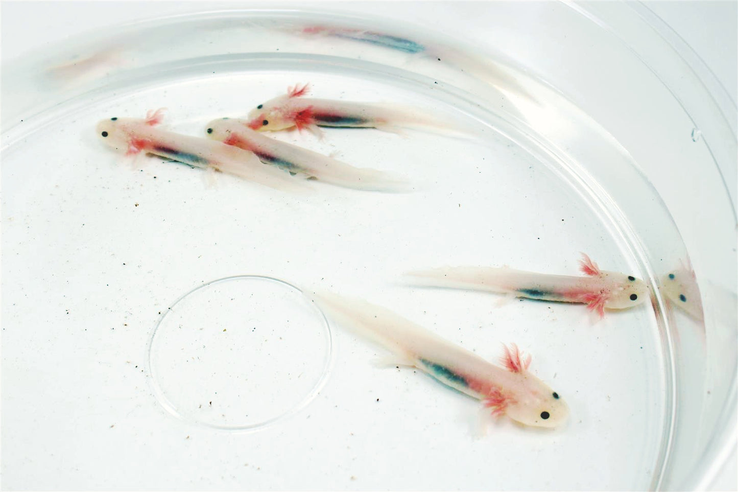 Leucistic Axolotl
