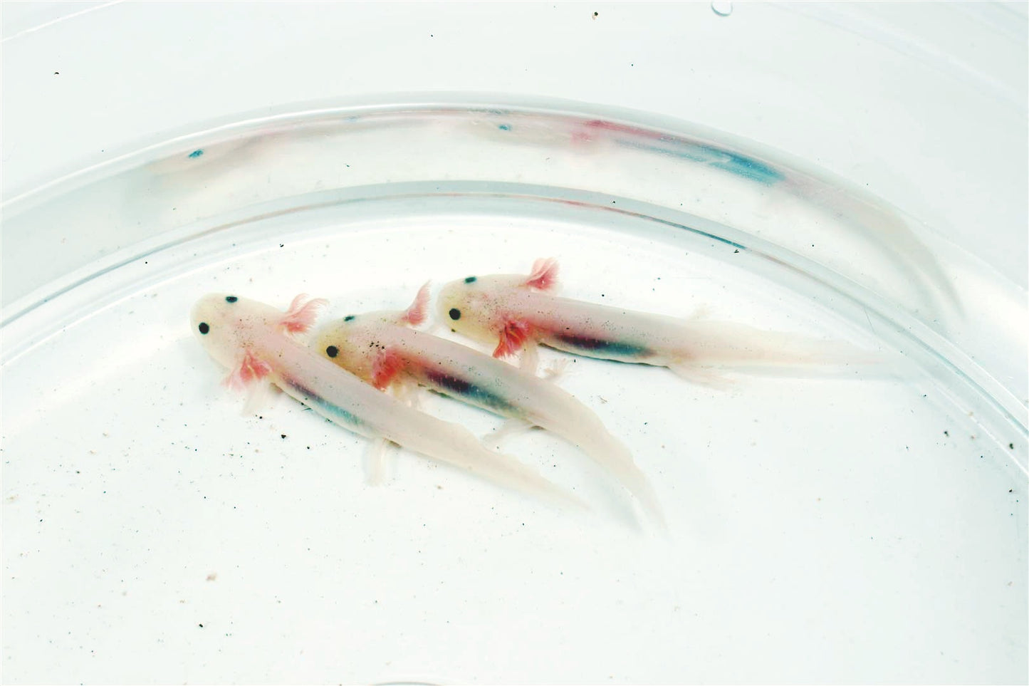 Leucistic Axolotl