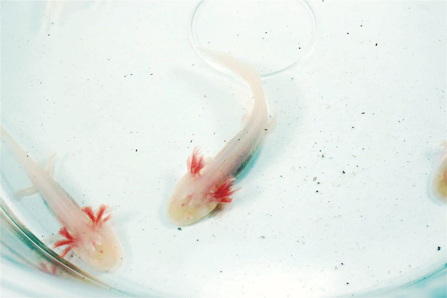 Leucistic Albino Axolotl