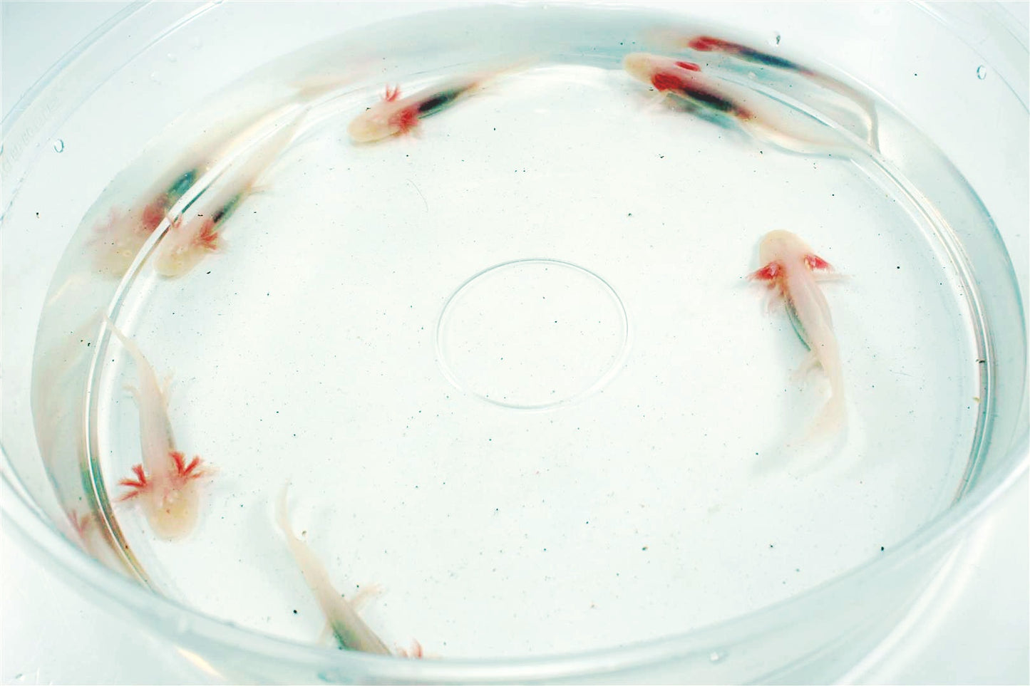 Leucistic Albino Axolotl