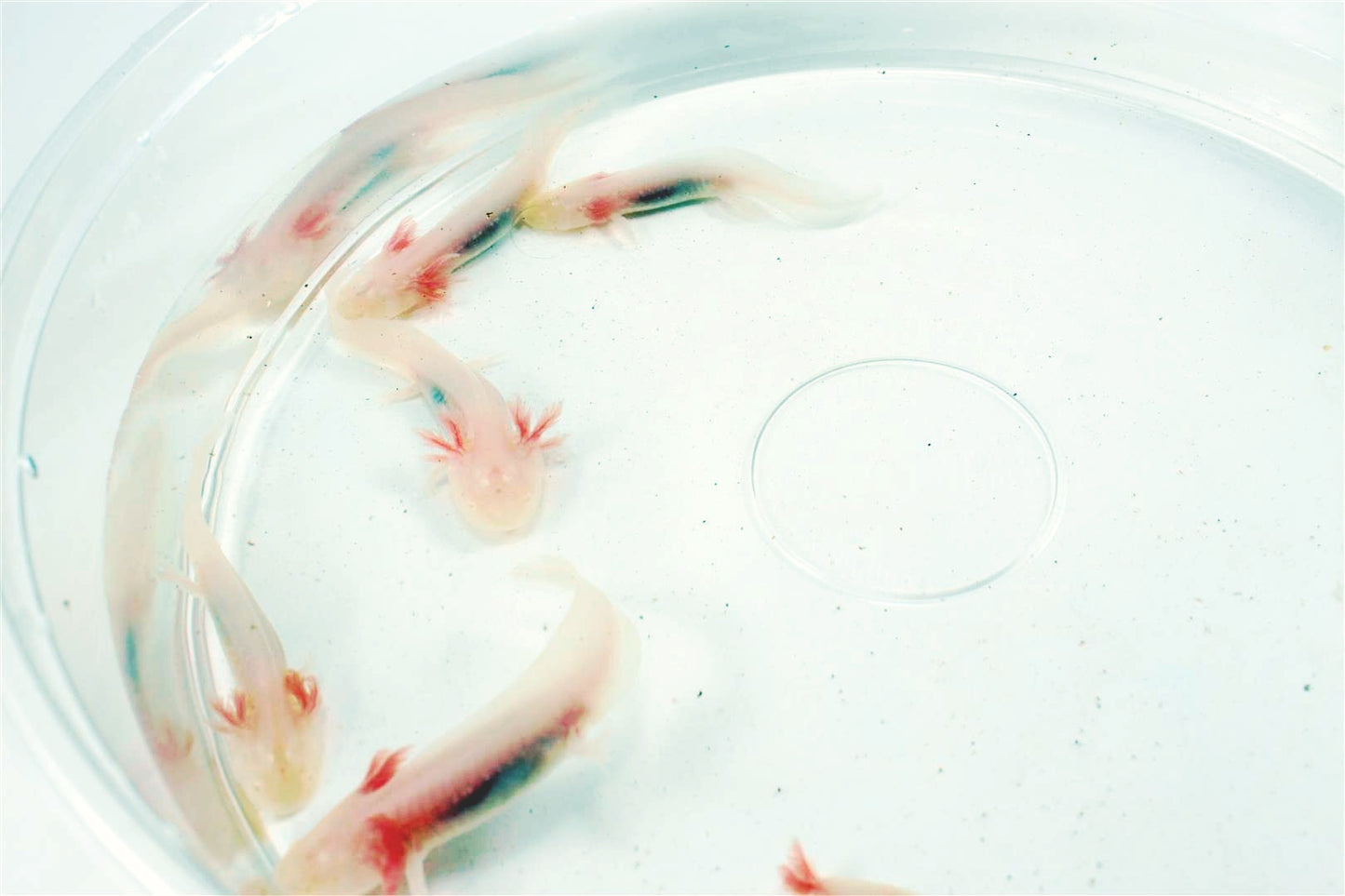 Leucistic Albino Axolotl
