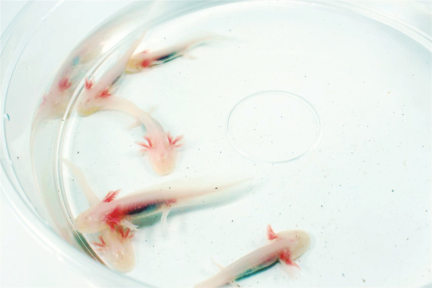 Leucistic Albino Axolotl