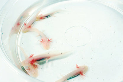 Leucistic Albino Axolotl
