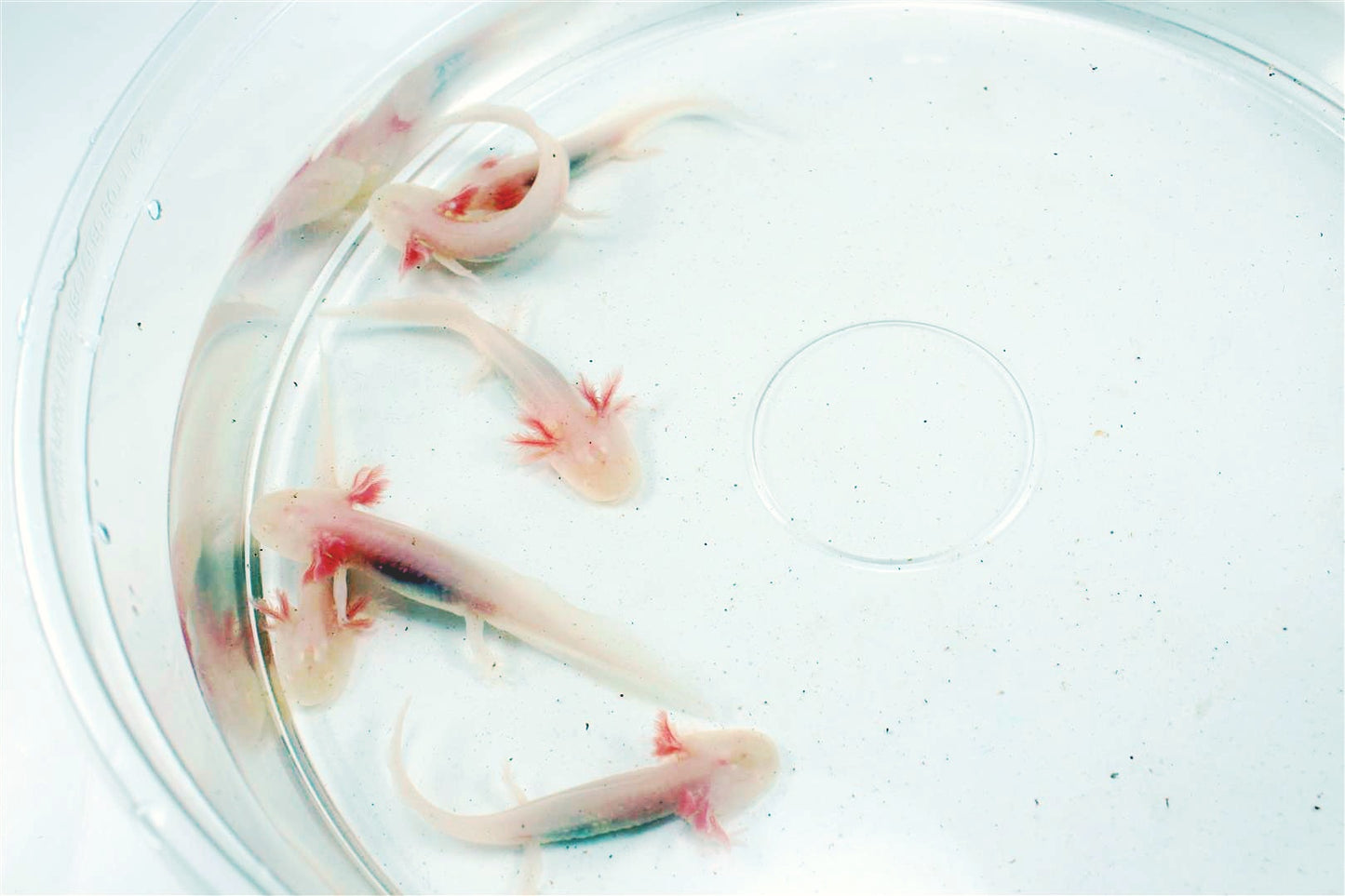 Leucistic Albino Axolotl