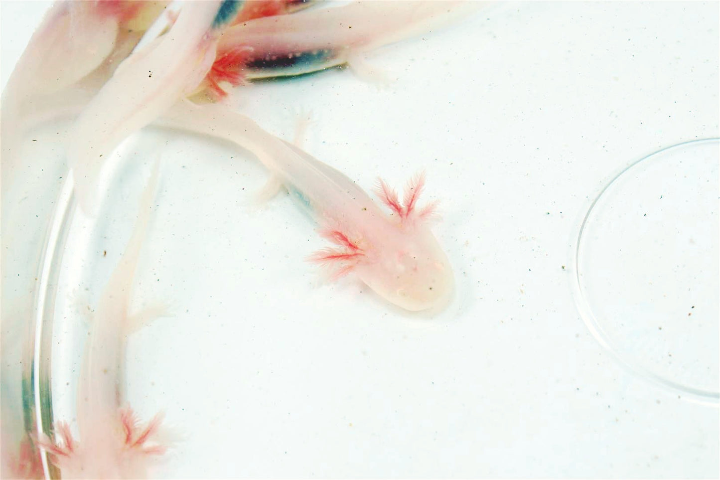 Leucistic Albino Axolotl