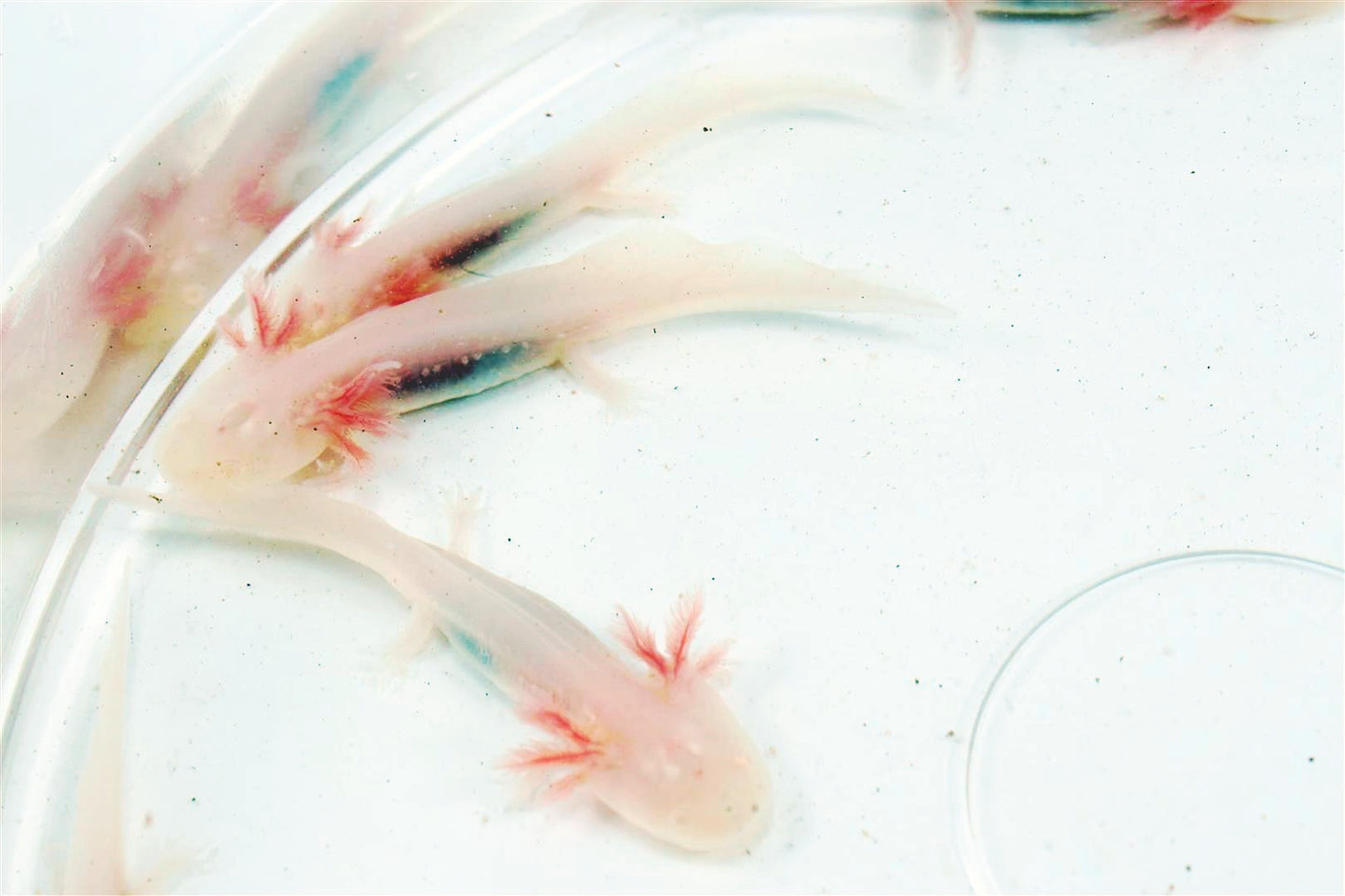Leucistic Albino Axolotl