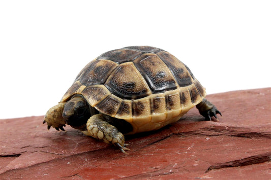 Black Greek Tortoise