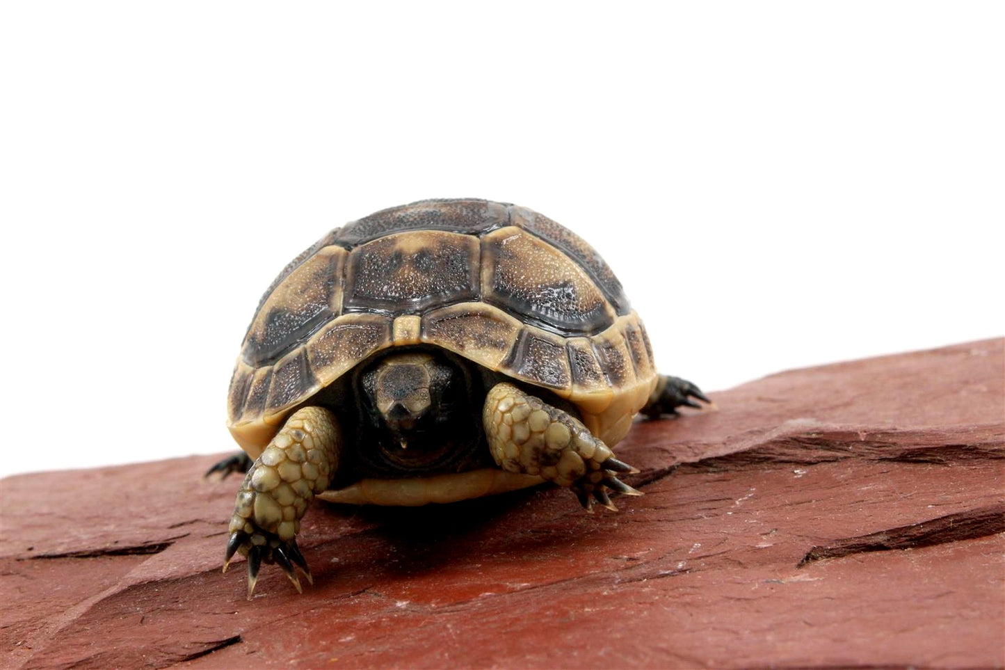 Black Greek Tortoise