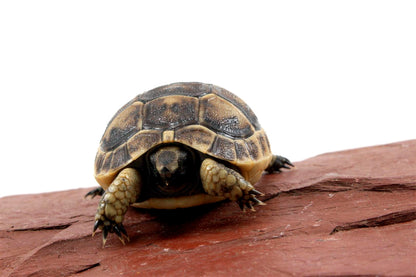 Black Greek Tortoise