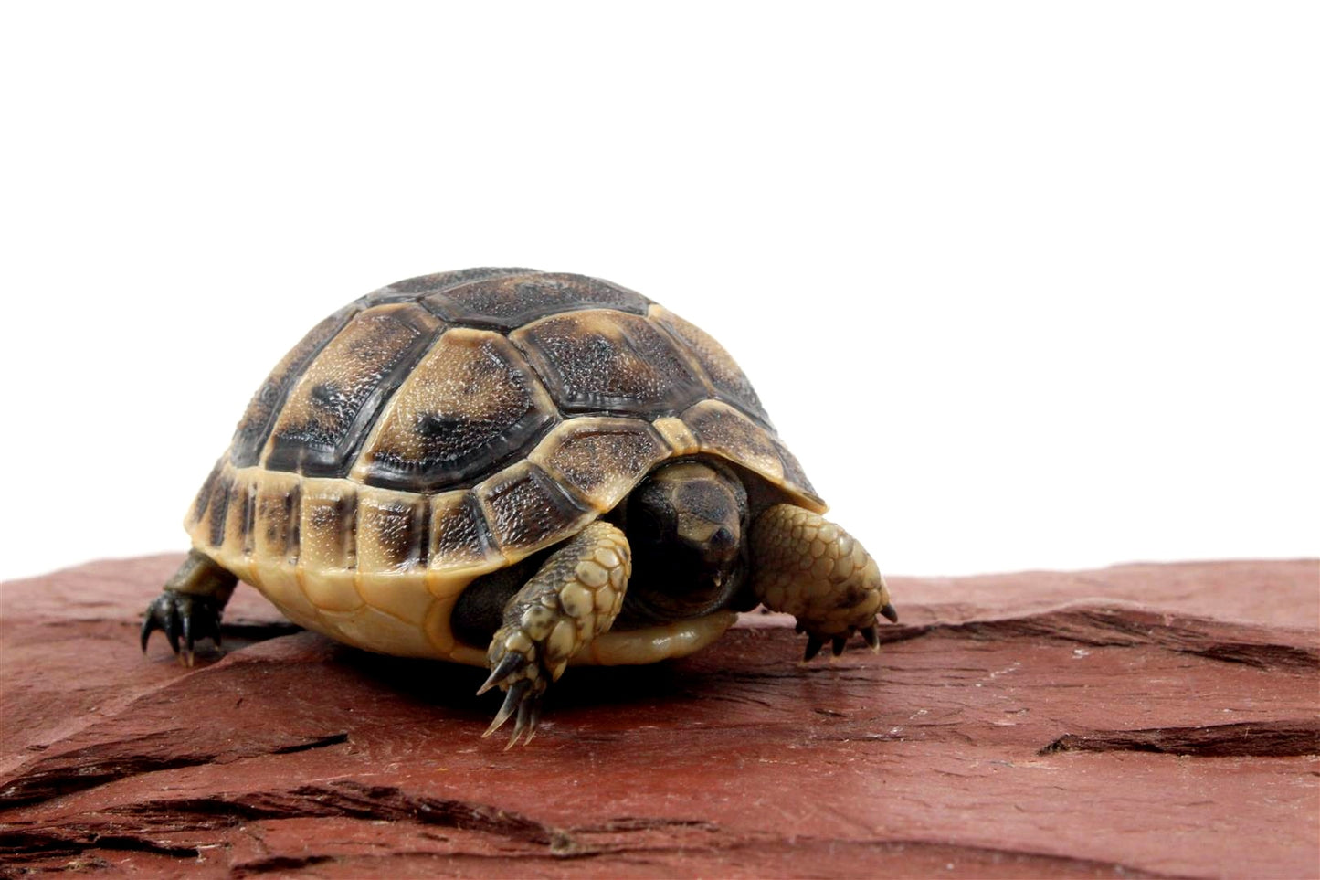 Black Greek Tortoise