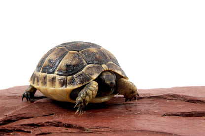 Black Greek Tortoise