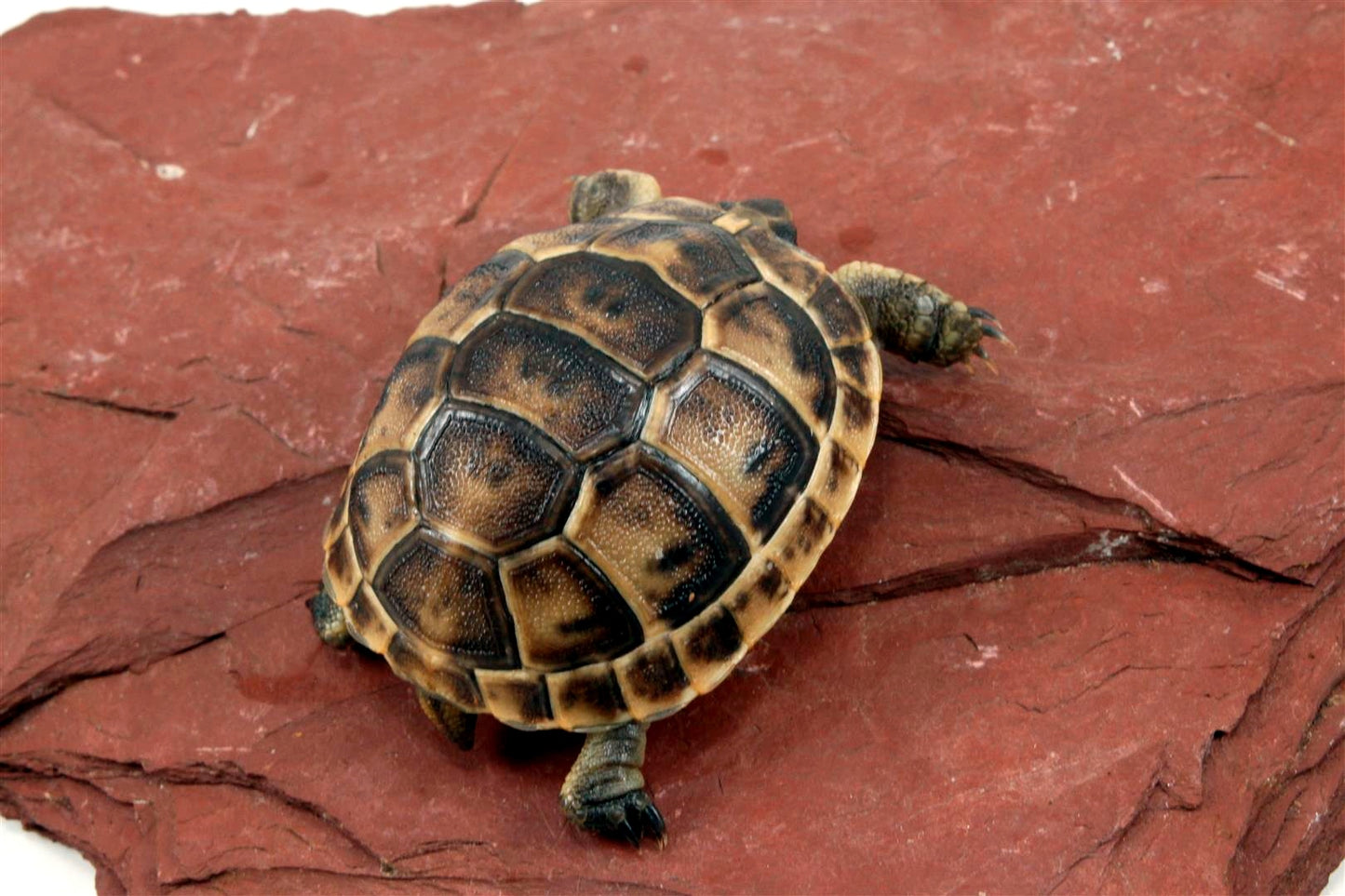 Black Greek Tortoise