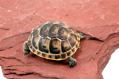 Black Greek Tortoise
