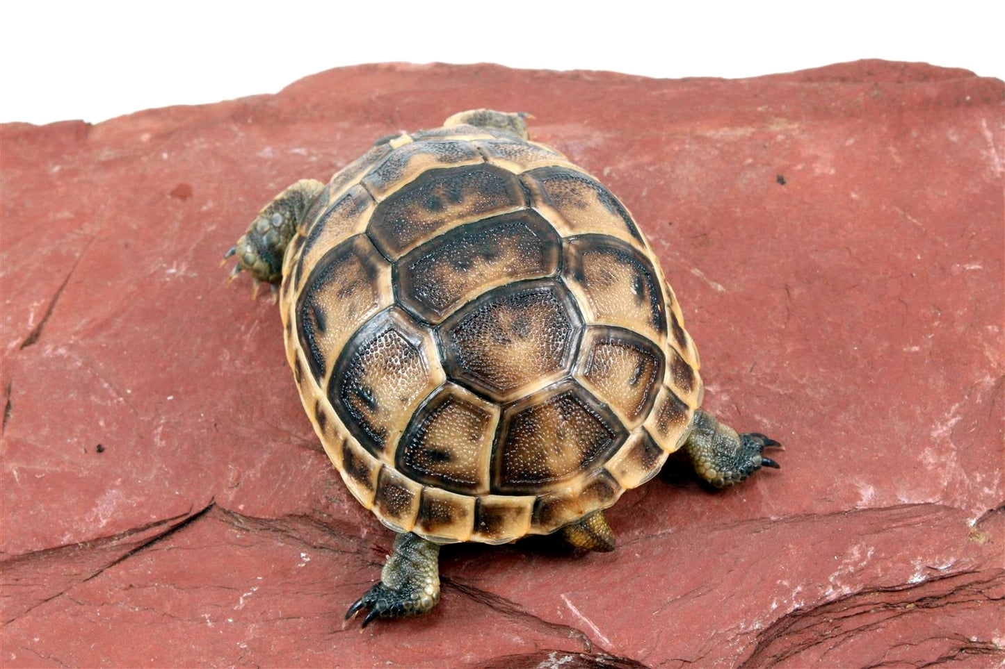 Black Greek Tortoise