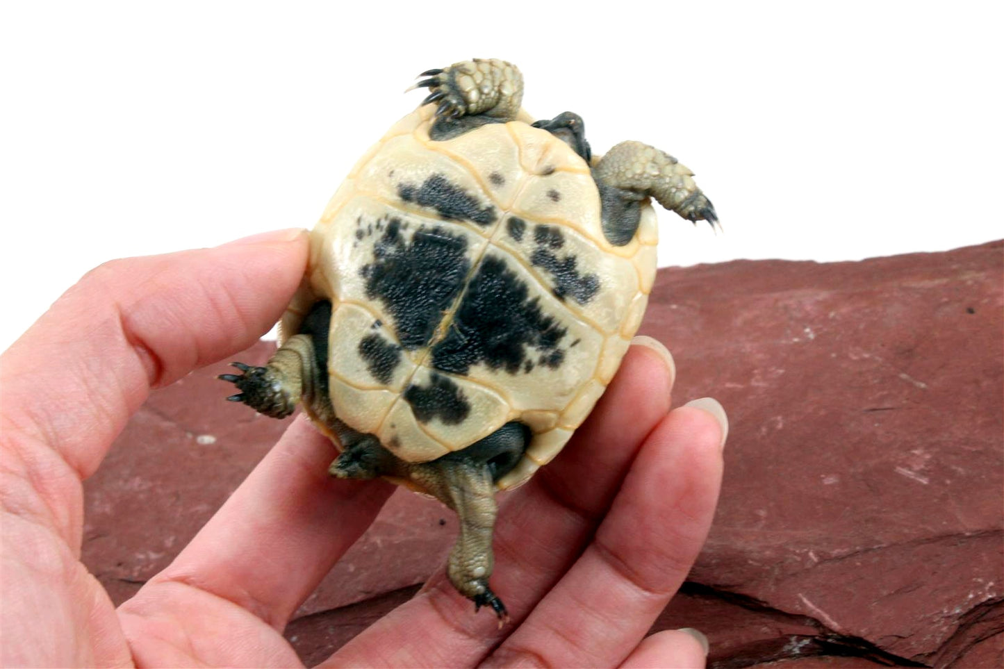 Black Greek Tortoise