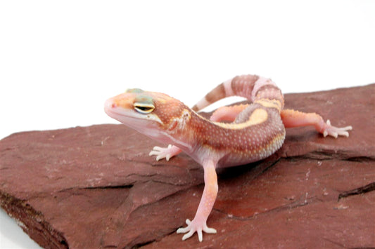 Rainwater Albino Eclipse Leopard Gecko All Reptiles