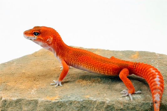 Blood Hypo Tangerine Leopard Gecko All Reptiles