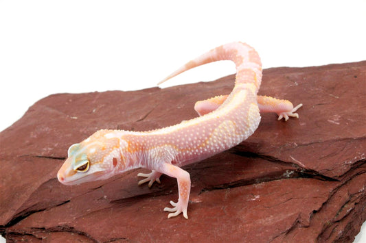 Tremper Bold Stripe Mack Snow White & Yellow Leopard Gecko All Reptiles