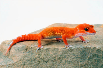 Blood Hypo Tangerine Leopard Gecko