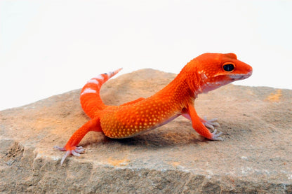 Blood Hypo Tangerine Leopard Gecko