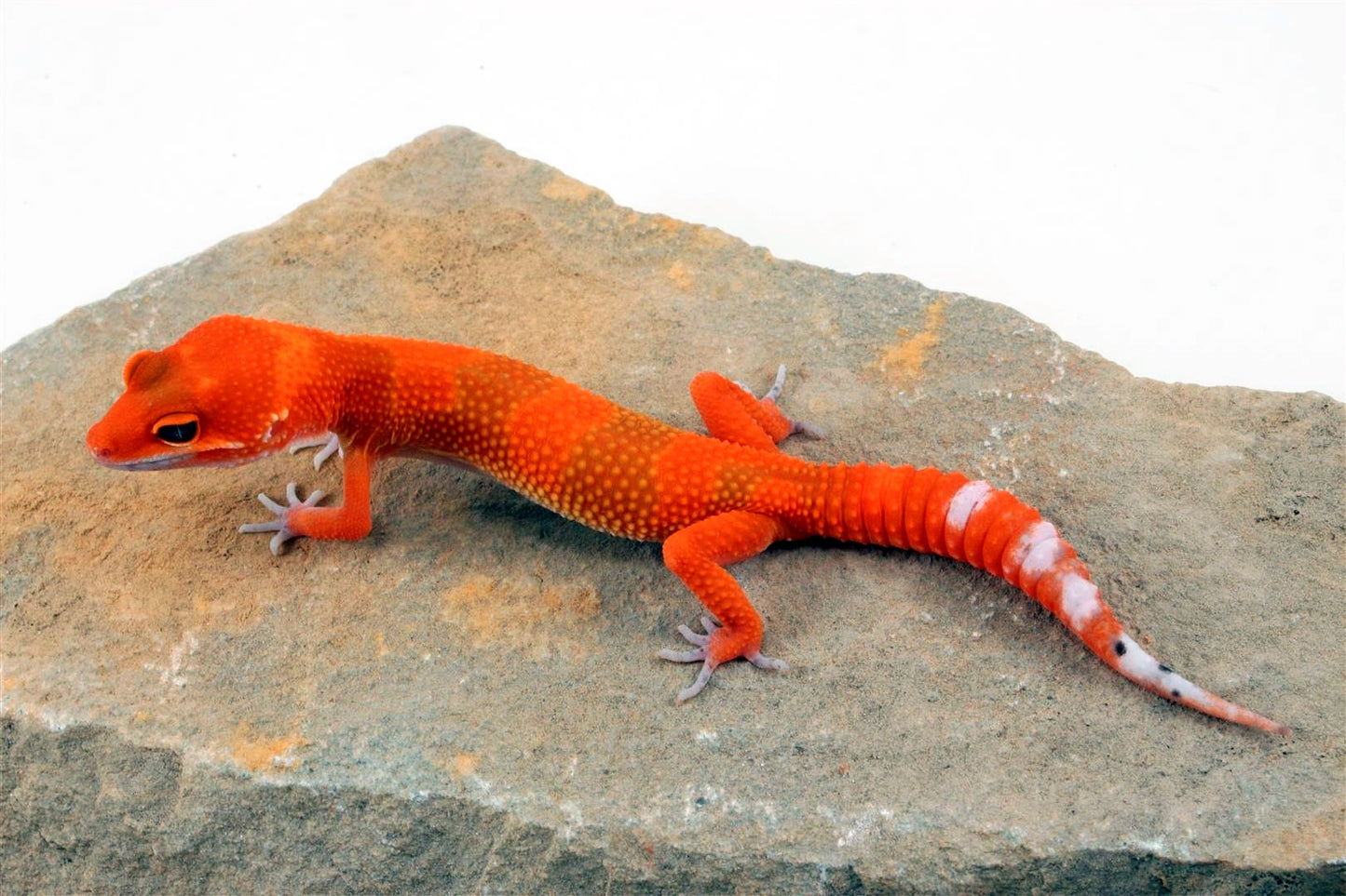 Blood Hypo Tangerine Leopard Gecko