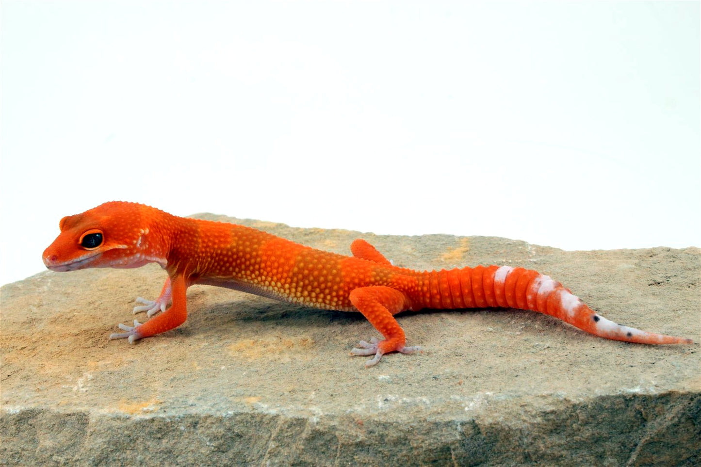 Blood Hypo Tangerine Leopard Gecko