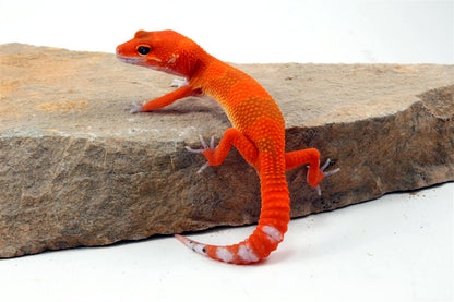 Blood Hypo Tangerine Leopard Gecko