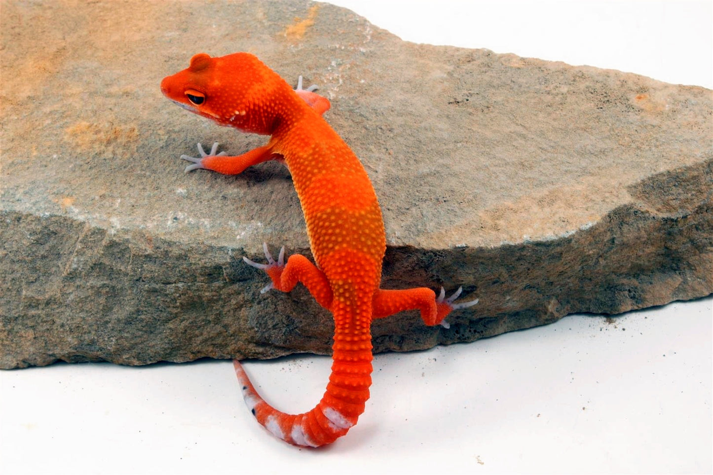 Blood Hypo Tangerine Leopard Gecko