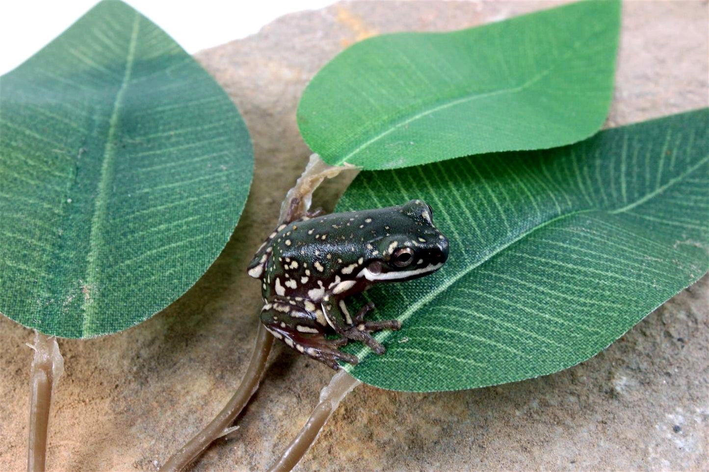 CB Baby Super Snowflake White's Tree Frog All Reptiles