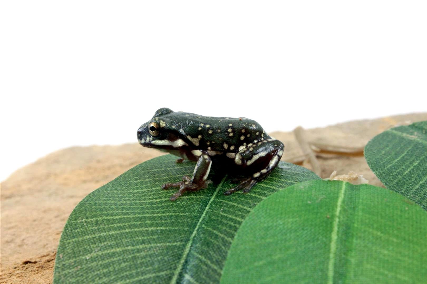 CB Baby Super Snowflake White's Tree Frog All Reptiles