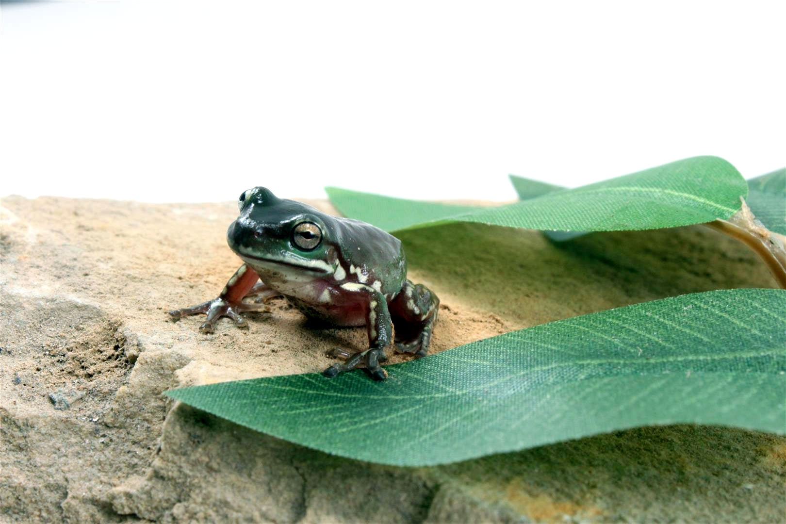 CB Baby Snowflake White's Tree Frog All Reptiles