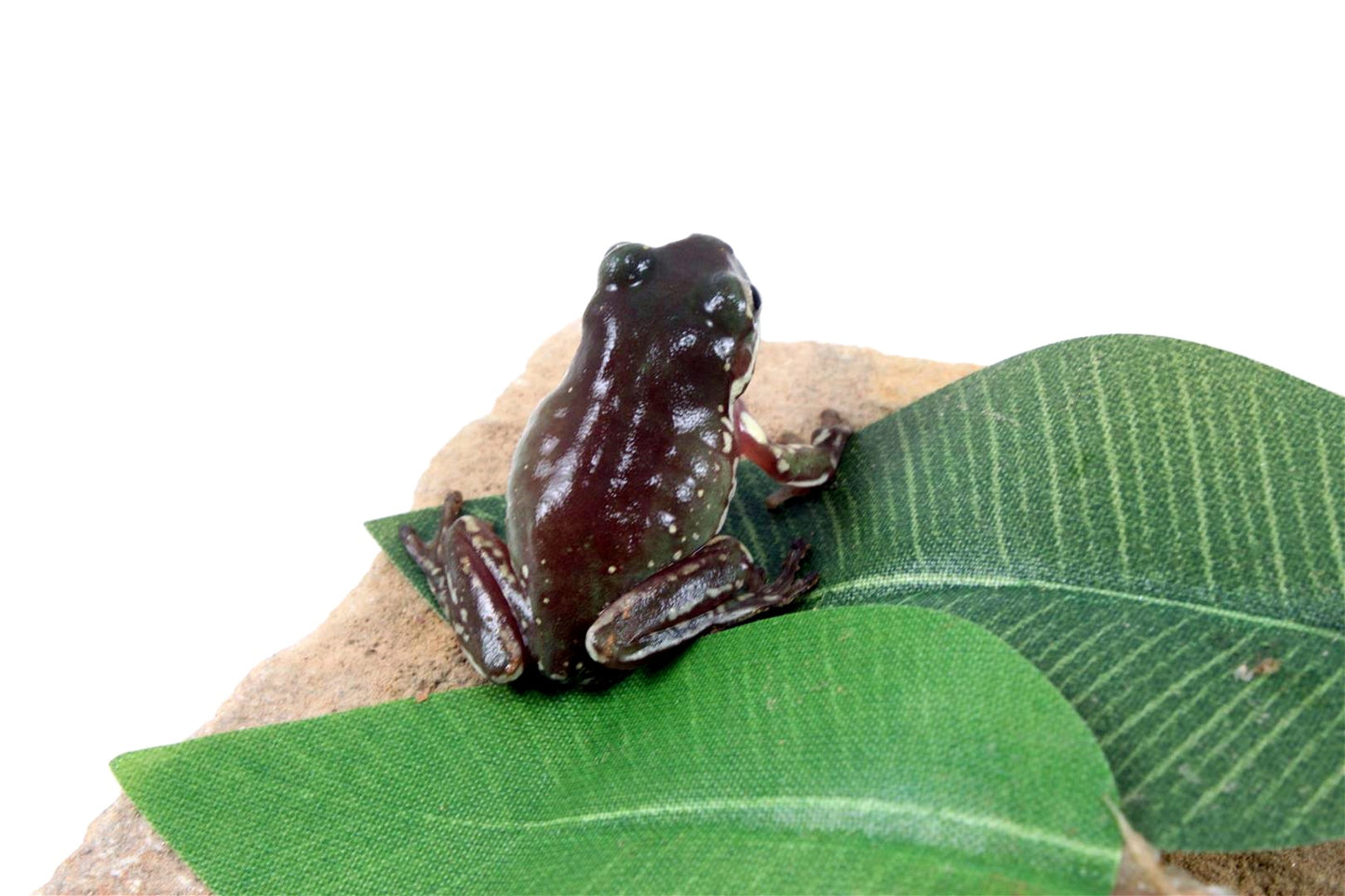 CB Baby Snowflake White's Tree Frog All Reptiles