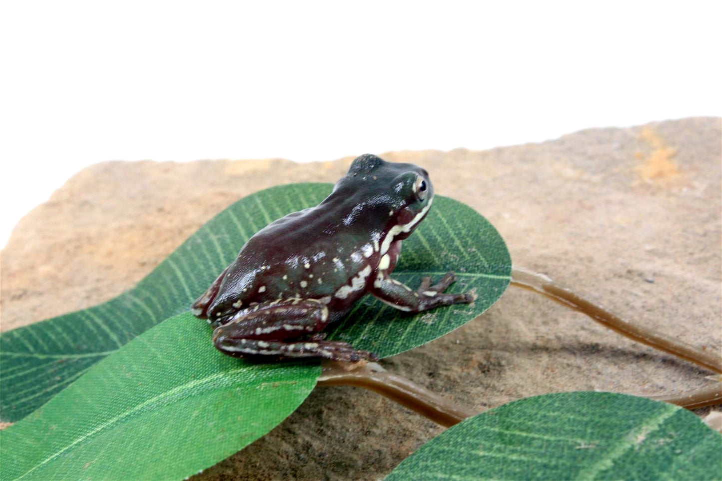 CB Baby Snowflake White's Tree Frog All Reptiles
