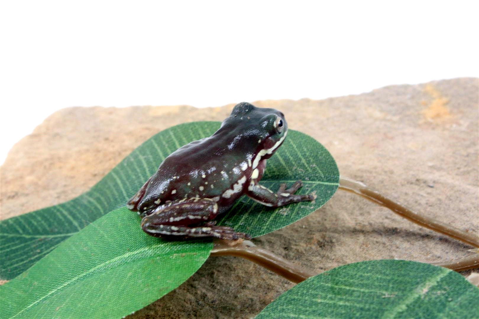 CB Baby Snowflake White's Tree Frog All Reptiles