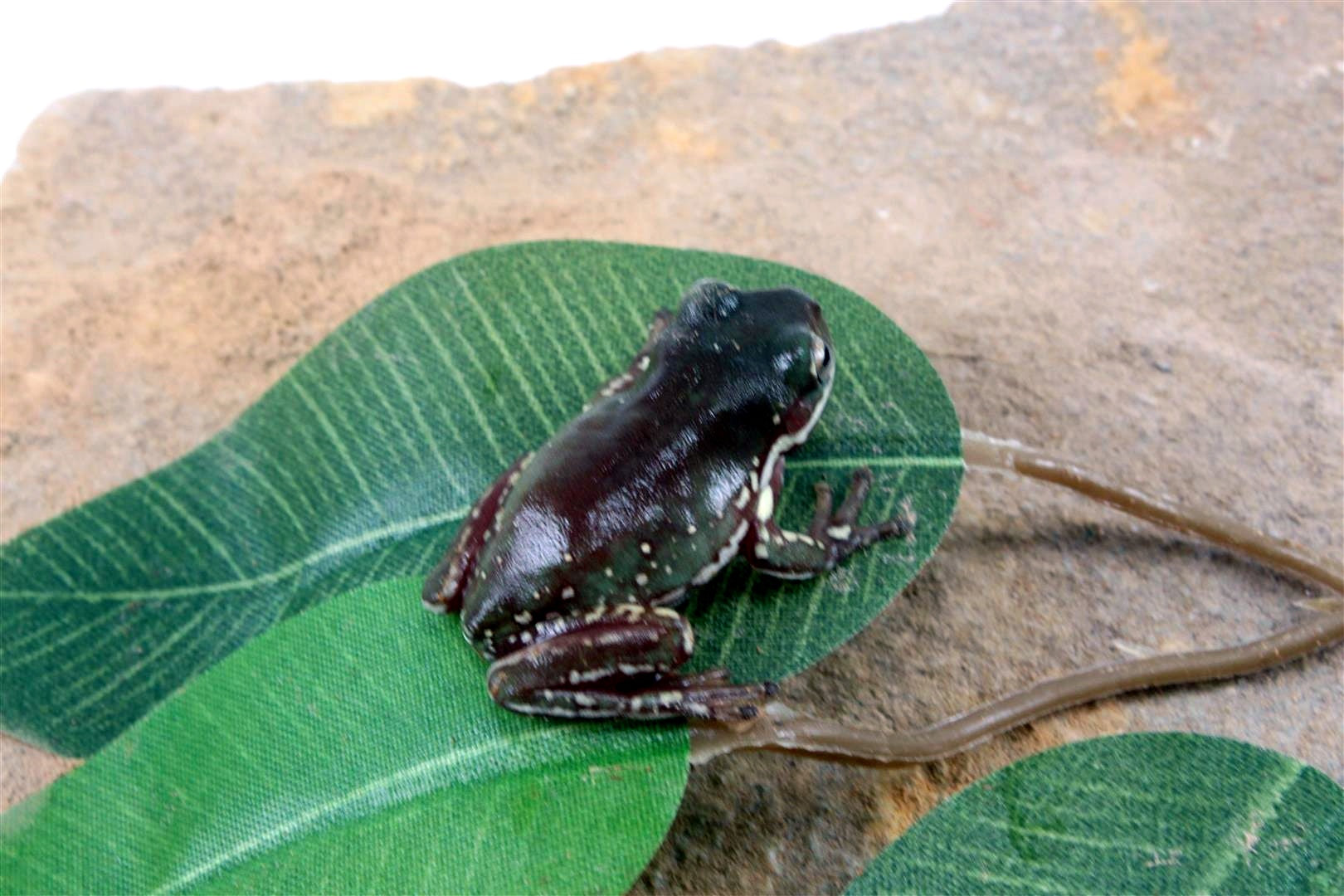 CB Baby Snowflake White's Tree Frog All Reptiles