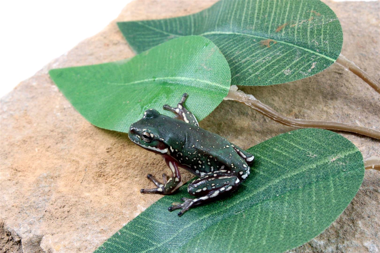 CB Baby Super Snowflake White's Tree Frog All Reptiles